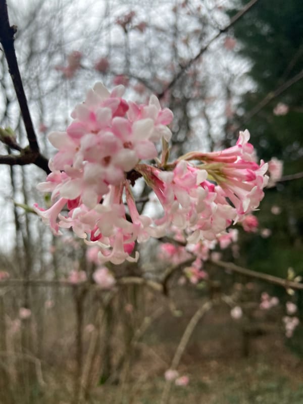 Wenn Schmerzen Angst machen